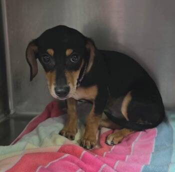 Bandit $550 -  Dachshund and Chihuahua Dog for Adoption in West Milwaukee, Wisconsin - Bandit $550 | PetCurious