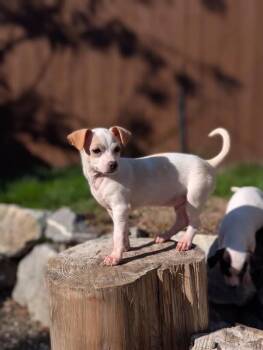 Tadpole -  Chihuahua Dog for Adoption in Bellingham, Washington - Tadpole | PetCurious