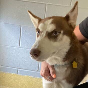 Rescue Siberian Husky Dogs for Adoption in Windsor, Virginia - Siren | PetCurious