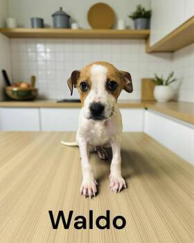 Jack Russell Terrier Dogs Available for Adoption - Waldo | PetCurious