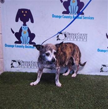 TIGER LILY -  Chihuahua and Mixed Breed Dog for Adoption in Orlando, Florida - TIGER LILY | PetCurious
