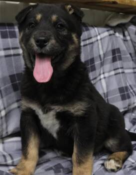Shepherd Dogs Available for Adoption - Edith | PetCurious