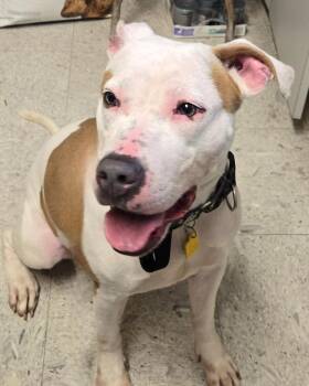 LUAU -  Terrier Dog for Adoption in Sandusky, Ohio - LUAU | PetCurious