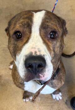Brock -  Pit Bull Terrier Dog for Adoption in Watertown, New York - Brock | PetCurious