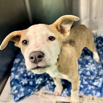 Staffordshire Bull Terrier and Mixed Breed Dogs Available for Adoption - PRISSY | PetCurious