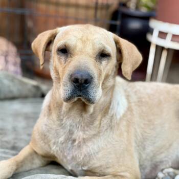 Lindy -  Shar Pei and Labrador Retriever Dog Available for Adoption in Los Angeles, California - Lindy | PetCurious