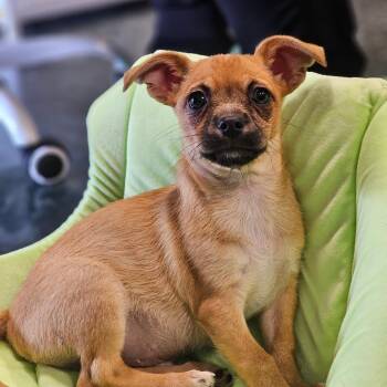 Choco -  Terrier Dog for Adoption in St. Augustine, Florida - Choco | PetCurious