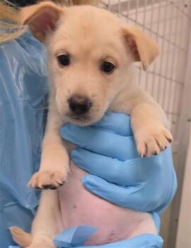 PASTRAMI -  Husky Dog for Adoption in San Antonio, Texas - PASTRAMI | PetCurious