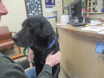 Labrador Retriever Dogs Available for Adoption - LIONEL | PetCurious