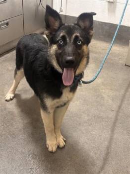 AUGUST -  Husky and German Shepherd Dog Dog for Adoption - AUGUST | PetCurious