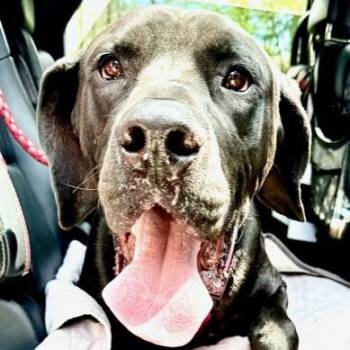 Great Dane and Mastiff Dogs Available for Adoption in Andover, Massachusetts - Atlas | PetCurious