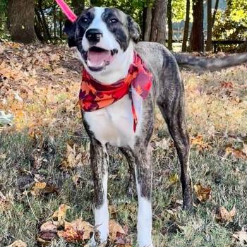 Rescue Pit Bull Terrier Dogs for Adoption in Rock Hill, South Carolina - Blessing | PetCurious