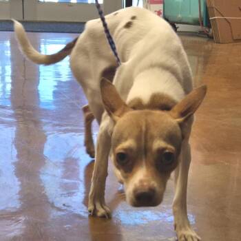 Chihuahua and Rat Terrier Dogs Available for Adoption - Pinecone Pete | PetCurious