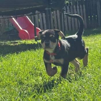 Patrick -  Shepherd and Mixed Breed Dog for Adoption in Normal, Illinois - Patrick | PetCurious