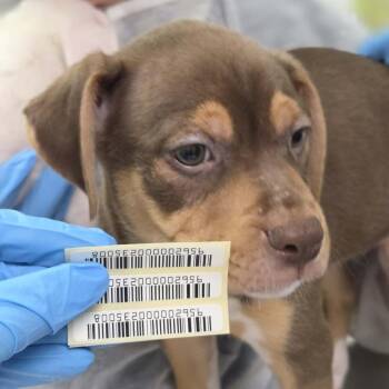 Jenna -  Mixed Breed Dog for Adoption in Charleston, West Virginia - Jenna | PetCurious
