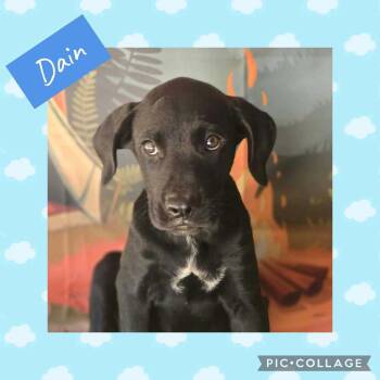 Dain -  Labrador Retriever Dog for Adoption in Ringwood, New Jersey - Dain | PetCurious