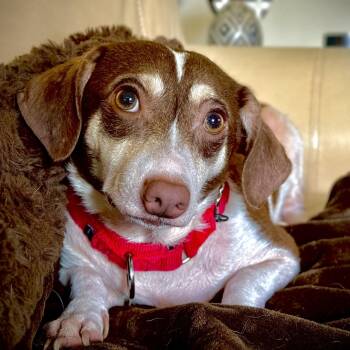 Rescue Chihuahua Dogs for Adoption in Houston, Texas - Dexter | PetCurious