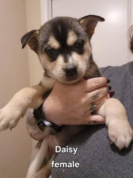 Daisy -  Australian Kelpie and Husky Dog for Adoption in Watertown, Connecticut - Daisy | PetCurious