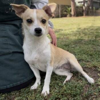 Sweetie -  Chihuahua Dog for Adoption in Oakland, California - Sweetie | PetCurious