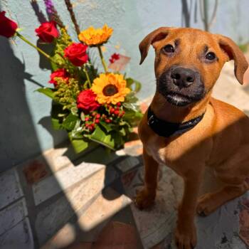 Mixed Breed Dogs Available for Adoption in Baldwin, Maryland - Nicole | PetCurious