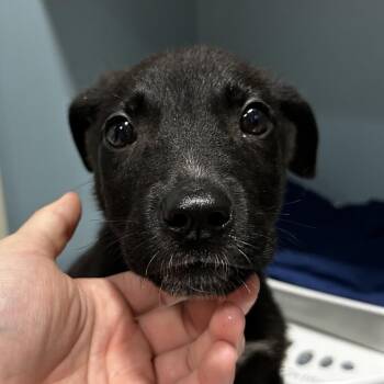 Lambchop -  Mixed Breed Dog for Adoption in Chattanooga, Tennessee - Lambchop | PetCurious