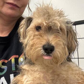 Yorkshire Terrier Dogs Available for Adoption in Houston, Texas - Bree | PetCurious