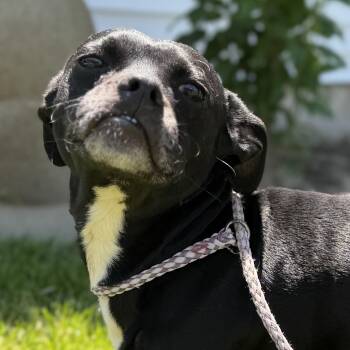 REX -  Mixed Breed Dog for Adoption in Ashland, Ohio - REX | PetCurious