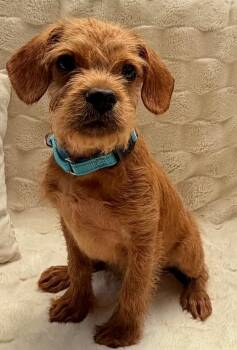 Toffee -  Terrier and Mixed Breed Dog Available for Adoption in Tomball, Texas - Toffee | PetCurious