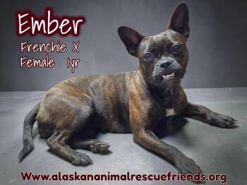 French Bulldog Dogs Available for Adoption in Anchorage, Alaska - Ember | PetCurious