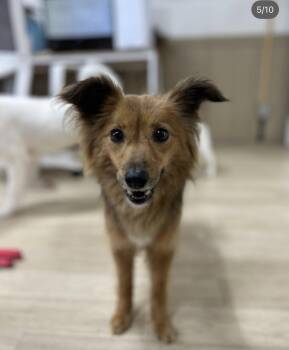 COFFEE -  Shetland Sheepdog Sheltie and Pomeranian Dog for Adoption in Agoura Hills, California - COFFEE | PetCurious