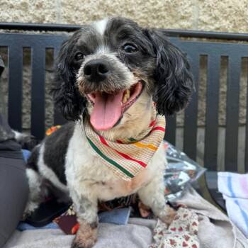 Oreo -  Shih Tzu Dog for Adoption in Belleville, Illinois - Oreo | PetCurious