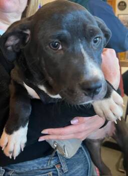 Rescue Hound Dogs for Adoption in Lambertville, New Jersey - Betsy | PetCurious