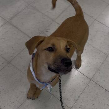Pixie -  Shepherd Dog for Adoption in Asher, Oklahoma - Pixie | PetCurious