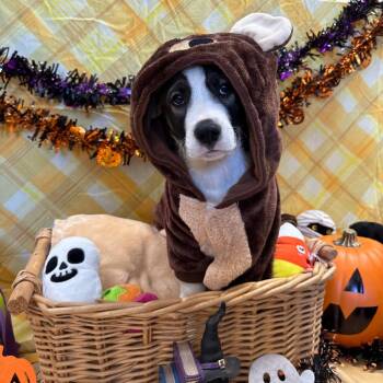 Hiro -  Border Collie and Mixed Breed Dog for Adoption in Goleta, California - Hiro | PetCurious
