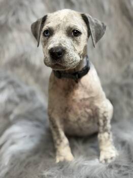 Cher -  Pit Bull Terrier Dog for Adoption in Lutz, Florida - Cher | PetCurious