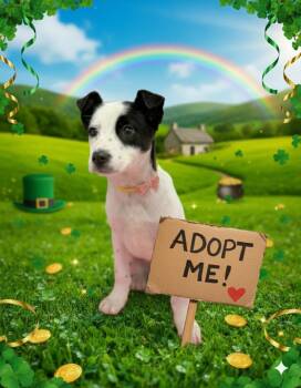 Australian Cattle Dog Blue Heeler Dogs Available for Adoption - JANIS | PetCurious