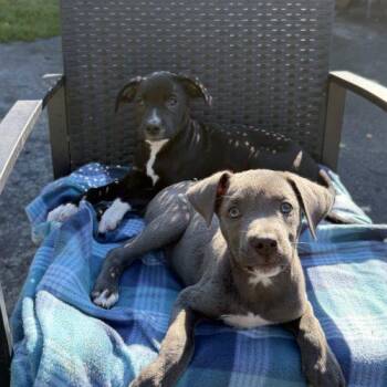 Louise -  Pit Bull Terrier and Mixed Breed Dog for Adoption in Georgetown, Kentucky - Louise | PetCurious
