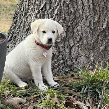 Great Pyrenees and Labrador Retriever Dogs Available for Adoption - Sally | PetCurious