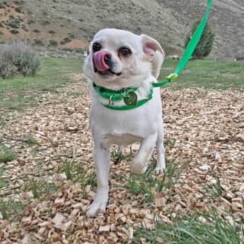Mixed Breed Dogs Available for Adoption in Hailey, Idaho - Cato | PetCurious
