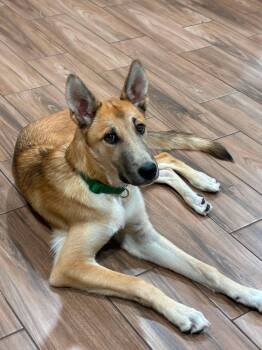 Morty -  Belgian Shepherd Malinois Dog for Adoption in Sugar Land, Texas - Morty | PetCurious