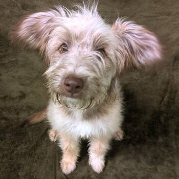 Spaghetti -  Schnauzer and Australian Cattle Dog Blue Heeler Dog for Adoption in Logan, Utah - Spaghetti | PetCurious
