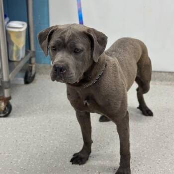 Cane Corso Dogs Available for Adoption in Indianapolis, Indiana - Mija | PetCurious