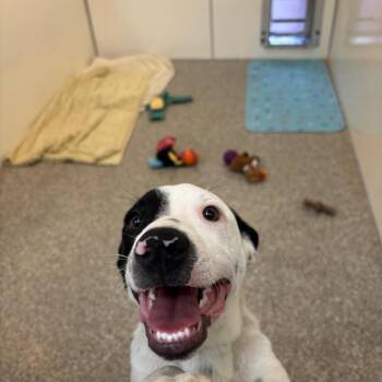 Blackjack -  Pit Bull Terrier and Australian Cattle Dog Blue Heeler Dog for Adoption in Kanab, Utah - Blackjack | PetCurious