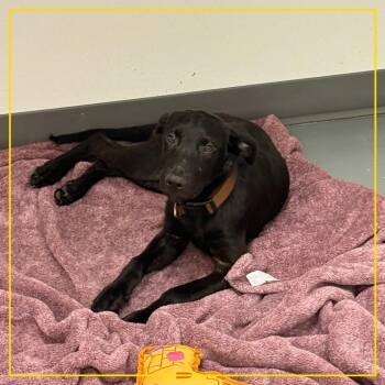 Wombat -  Anatolian Shepherd and German Shepherd Dog Dog for Adoption in Austin, Texas - Wombat | PetCurious