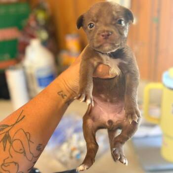Stalia -  Mixed Breed Dog for Adoption in North Myrtle Beach, South Carolina - Stalia | PetCurious
