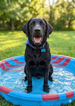 Black Labrador Retriever Dogs Available for Adoption in Lincoln, Nebraska - OAKLEY | PetCurious