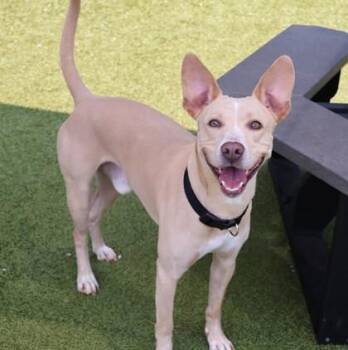 Intowne -  Mixed Breed Dog for Adoption in Athens, Georgia - Intowne | PetCurious