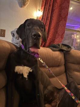 Great Dane Dogs Available for Adoption in Carson City, Nevada - Nisha | PetCurious