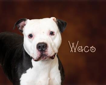 Pit Bull Terrier Dogs Available for Adoption - Waco | PetCurious