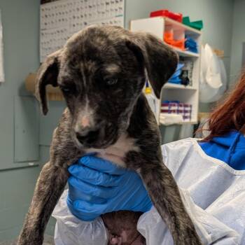 American Staffordshire Terrier Dogs Available for Adoption - Alexzander | PetCurious